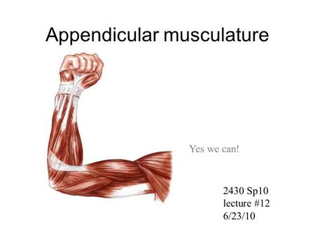 Appendicular musculature