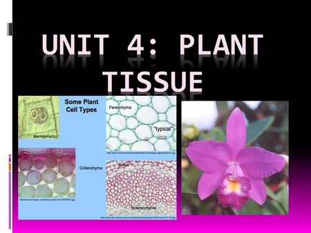 UNIT 4: PLANT TISSUE.