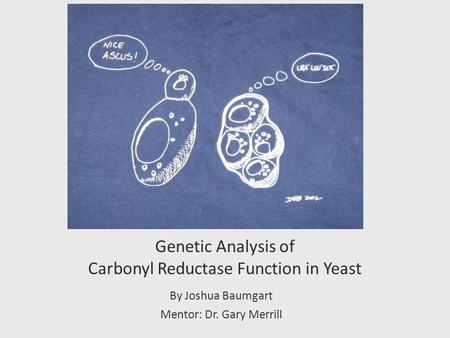 Genetic Analysis of Carbonyl Reductase Function in Yeast By Joshua Baumgart Mentor: Dr. Gary Merrill.