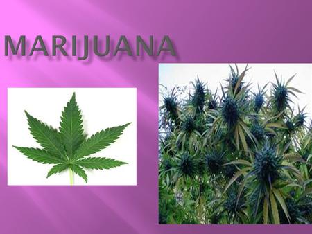  Marijuana is a green, brown or gray mixture of dried, shredded leaves, stems, seeds and flowers of the hemp plant Cannabis sativa  Sinsemilla, hash/hashish.