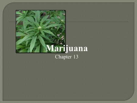 Marijuana Chapter 13.