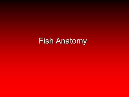 Fish Anatomy. Anatomy/Physiology Definition of terms: Anterior (cranial)toward the headAnterior (cranial)toward the head Posterior (caudal)toward the.