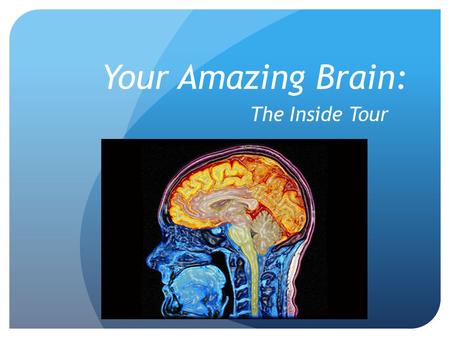 Your Amazing Brain: The Inside Tour. Did You Know…? Your brain contains 100 billion neurons and 60 trillion synapses (cortex)