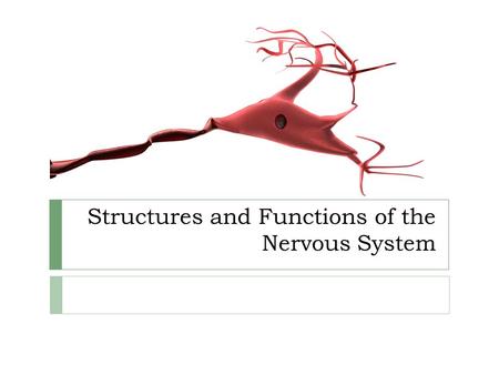 Structures and Functions of the Nervous System.  The nervous system controls body activities and perceives and reacts to internal and external stimuli.