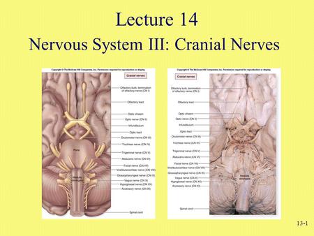 13-1 Nervous System III: Cranial Nerves Lecture 14.