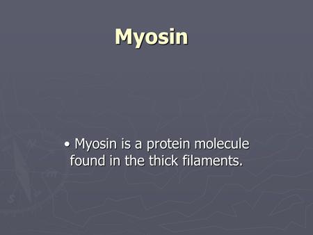 Myosin Myosin is a protein molecule found in the thick filaments. Myosin is a protein molecule found in the thick filaments.
