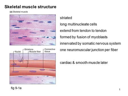 1 Skeletal muscle structure fig 9-1a striated long multinucleate cells extend from tendon to tendon formed by fusion of myoblasts innervated by somatic.