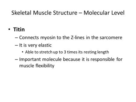 Skeletal Muscle Structure – Molecular Level