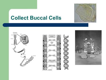 Collect Buccal Cells. PCR Polymerase Chain Reaction DNA/gene amplification.