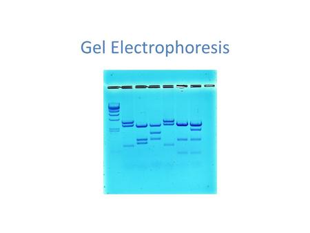 Gel Electrophoresis. BIOTECHNOLOGY One of the basic tools of modern biotechnology is gene splicing. This is the process of removing a functional DNA fragment.