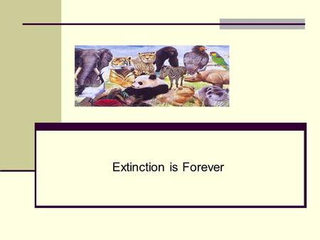 Extinction is Forever. What is Extinction? Extinction is the end of a species. Extinction begins the moment the last member of a species dies. Extinction.