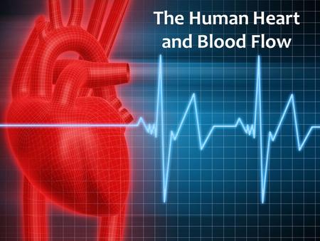 The Human Heart and Blood Flow.  Located in the Thoracic Cavity, between the two lungs and slightly to the left  About the size of a clenched fist.