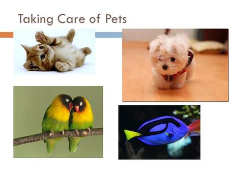 Taking Care of Pets.