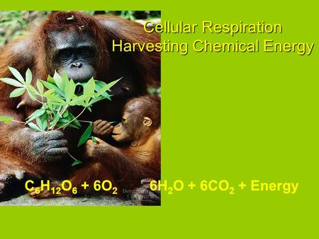 6H 2 O + 6CO 2 + EnergyC 6 H 12 O 6 + 6O 2 Cellular Respiration Harvesting Chemical Energy.