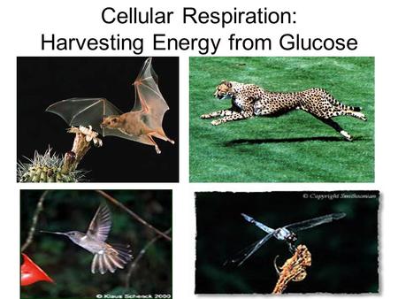Cellular Respiration: Harvesting Energy from Glucose.