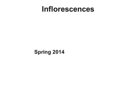 Inflorescences Spring 2014. What is an inflorescence? Simpson = An aggregate of one or more flowers, the boundaries of which generally occur with the.