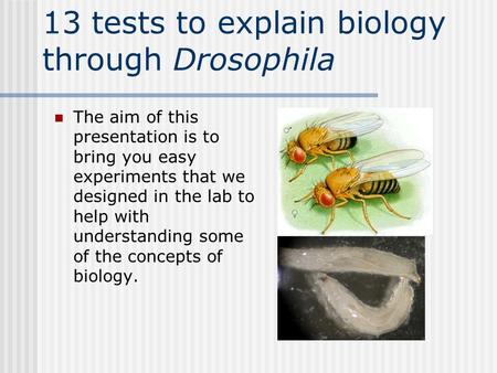 13 tests to explain biology through Drosophila The aim of this presentation is to bring you easy experiments that we designed in the lab to help with understanding.