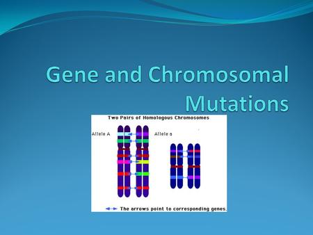 What is a mutation? Mutations are changes made to an organism’s genetic material. These changes may be due to errors in replication, errors during transcription,