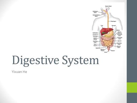 Digestive System Yixuan He. Function Break up food into smaller pieces. Transporting food to the GI tract (gastrointestinal) Secreting digestive enzymes.