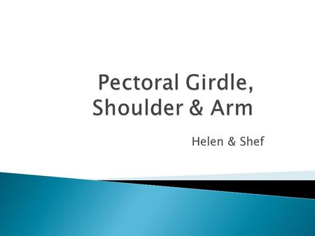 Helen & Shef. Acromion Coracoid process Lesser tubercle Intertubercular (bicipital) groove (What structure runs through here?) Greater tubercle What structure.