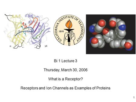 1 Bi 1 Lecture 3 Thursday, March 30, 2006 What is a Receptor? Receptors and Ion Channels as Examples of Proteins.