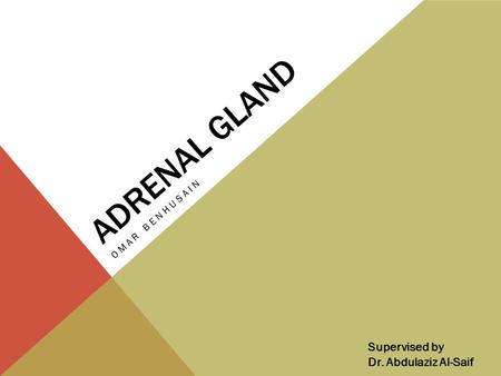 Adrenal gland Omar benhusain Supervised by Dr. Abdulaziz Al-Saif.