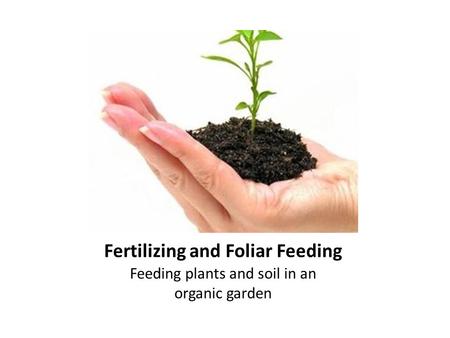 Fertilizing and Foliar Feeding Feeding plants and soil in an organic garden.
