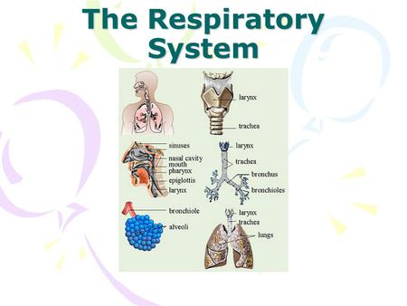 The Respiratory System. What is the system? Your respiratory system is made up of the organs in your body that help you to breathe. Respiration = Breathing.