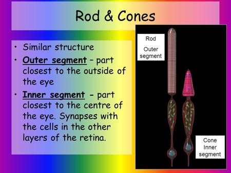 Rod & Cones Similar structure Outer segment – part closest to the outside of the eye Inner segment - part closest to the centre of the eye. Synapses with.