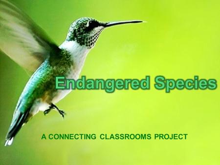 A CONNECTING CLASSROOMS PROJECT. To maintain ecological 'balance of nature' and maintain food chain and nature cycles. It has economic value. Many wild.