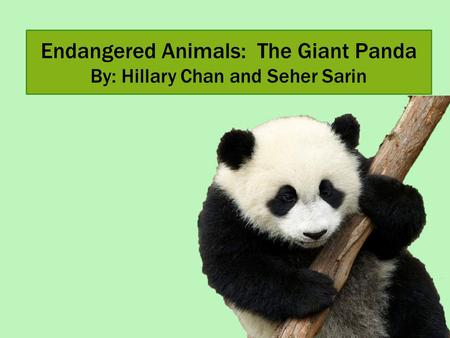 Endangered Animals: The Giant Panda