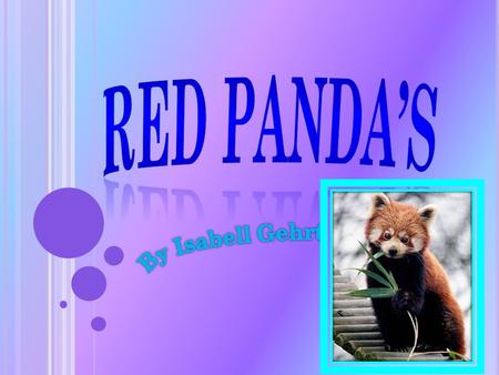 W HY I C HOSE T HIS I chose Red Panda’s because they are a cool animal. I also chose them because they are very interesting and I thought it would be.
