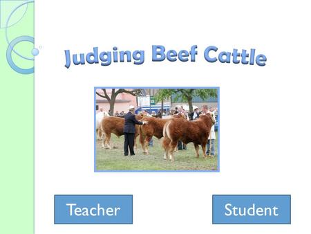 TeacherStudent. Teacher’s Page Learning Objectives ◦ Given two pictures of different cattle, students will be able to determine which one has more muscling.