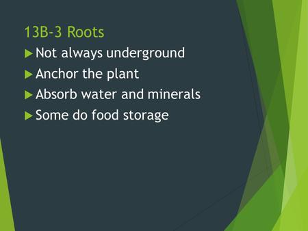 13B-3 Roots Not always underground Anchor the plant