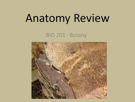 Anatomy Review BIO 201 - Botany. Herbaceous stems Have separate vascular bundles In each bundle: - Xylem toward center - Phloem toward outside Bundle.