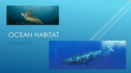 OCEAN HABITAT - By Sophia Statz. The ocean is home to billions of animals. These animals need to adapt to their habitat. The animals are hurt in the ocean.