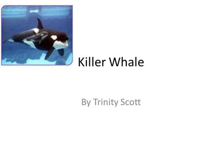 Killer Whale By Trinity Scott. The animal I am researching is a Killer Whale.