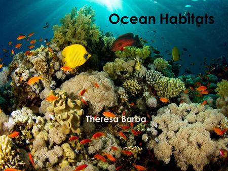 Ocean Habitats Theresa Barba.
