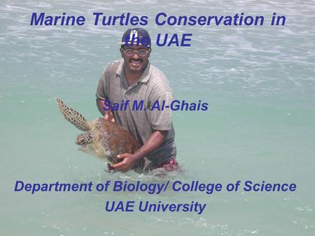 Marine Turtles Conservation in the UAE Saif M. Al-Ghais Department of Biology/ College of Science UAE University.