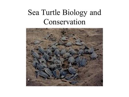 Sea Turtle Biology and Conservation. Sea Turtles in Mythology Turtles have long been revered in myths. Most Indian tribes see turtles as being sacred.