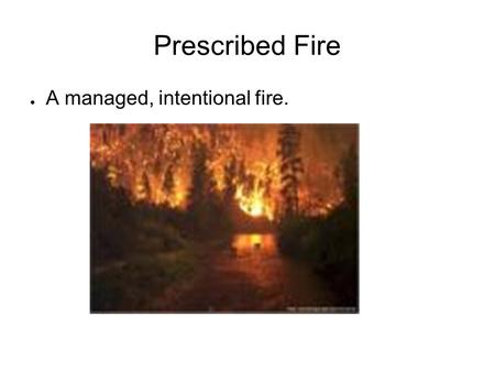 Prescribed Fire ● A managed, intentional fire.. 8 main purposes: ● Removes fuel from the floor ● Gets sites ready for seeding and planting ● Improves.