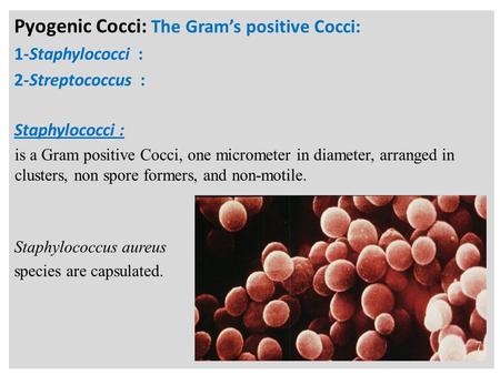 N Pyogenic Cocci: The Gram’s positive Cocci: 1-Staphylococci : 2-Streptococcus : Staphylococci : is a Gram positive Cocci, one micrometer in diameter,