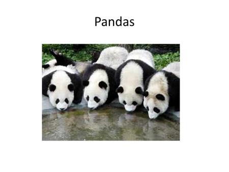 Pandas. Panda habitat/what hunts them coniferous forests Humans hunt panda bears.