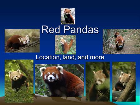 Red Pandas Location, land, and more Red Panda The red panda is 2 feet long with an 18 inch tail. It is slightly larger than a house cat. It has rust-colored.