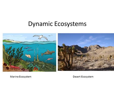 Dynamic Ecosystems Marine Ecosystem Desert Ecosystem.