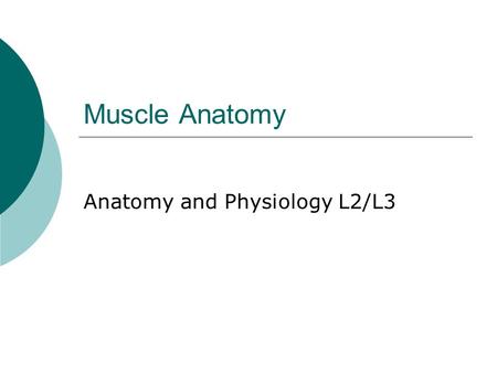 Anatomy and Physiology L2/L3
