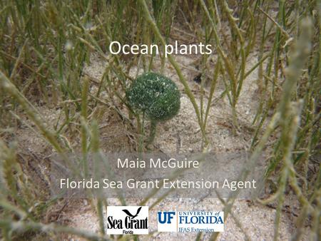 Ocean plants Maia McGuire Florida Sea Grant Extension Agent.