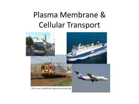 Plasma Membrane & Cellular Transport
