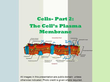 Cells- Part 2: The Cell’s Plasma Membrane