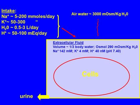 Cells Extracellular Fluid Volume ~ 1/3 body water; Osmol 290 mOsm/Kg H 2 0 Na + 142 mM; K + 4 mM; H + 40 nM (pH 7.40) Intake: Na + ~ 5-200 mmoles/day K.
